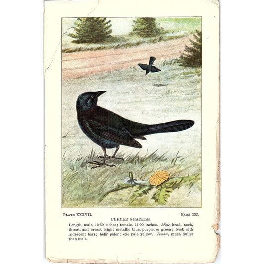 Purple Grackle Bird 1901 Original Engraving Plate AF3-11