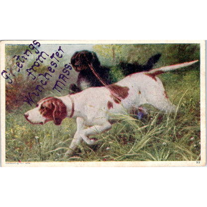 Pointer Bird Dog Greetings from Winchester MA c1910 Postcard PD2