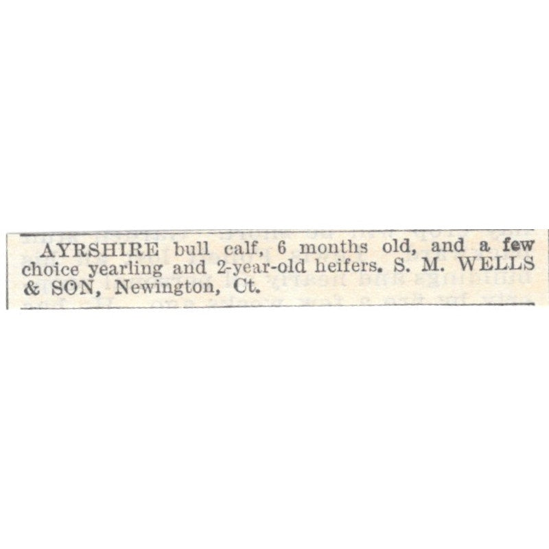 Ayrshire Bull Calf S.M. Wells & Son Newington CT 1905 Magazine Ad AF1-NES2