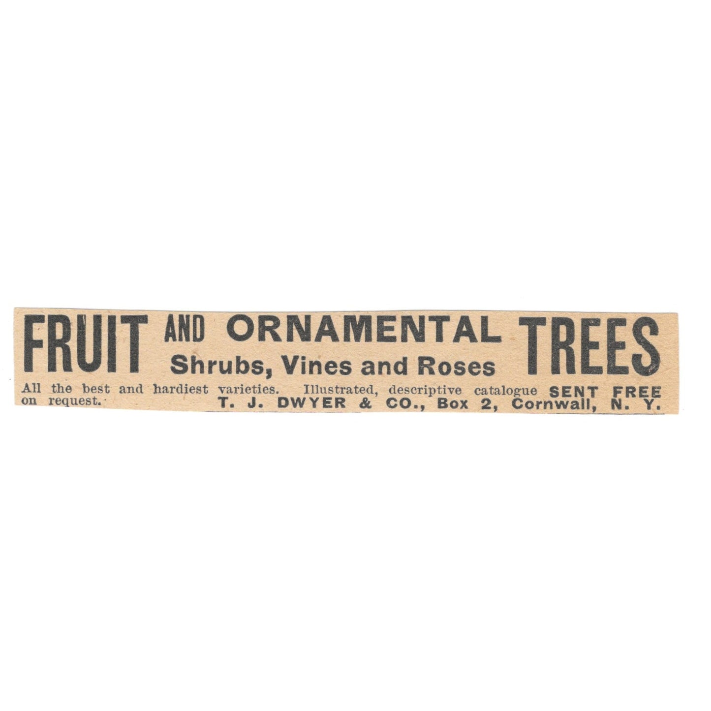 Fruit & Ornamental Trees T.J. Dwyer & Co Cornwall NY 1905 Magazine Ad AF1-NH3