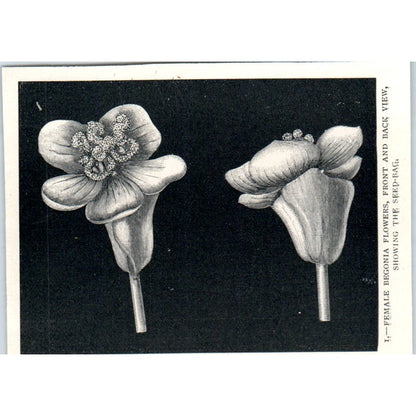 Begonia Flowers Front and Back View 1897 Victorian Engraving AE9-TS12