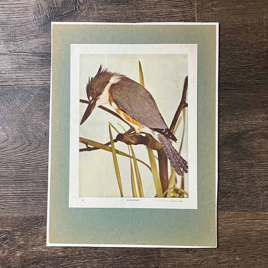 c1900 Original Kingfisher Bird Audubon Print A.W. Mumford 9x12 Art Print V2