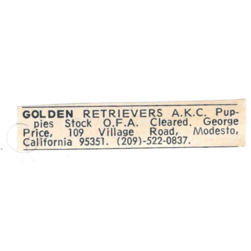 George Price Golden Retrievers Modesto CA 1977 Ad AF6-S6