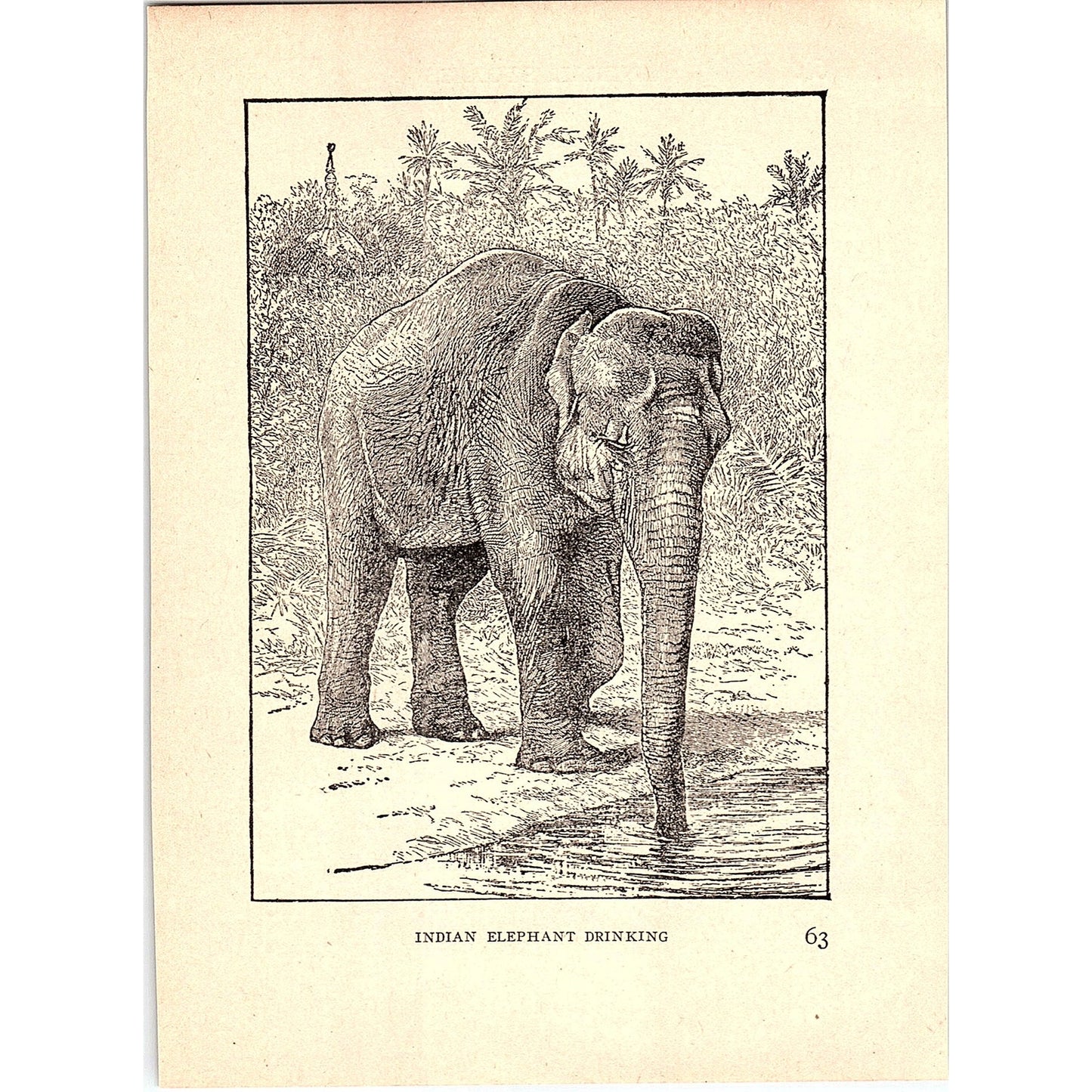 Indian Elephant Drinking 1902 Engraving Plate AF4-H4