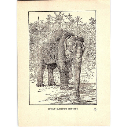 Indian Elephant Drinking 1902 Engraving Plate AF4-H4