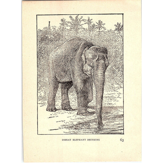 Indian Elephant Drinking 1902 Engraving Plate AF4-H4