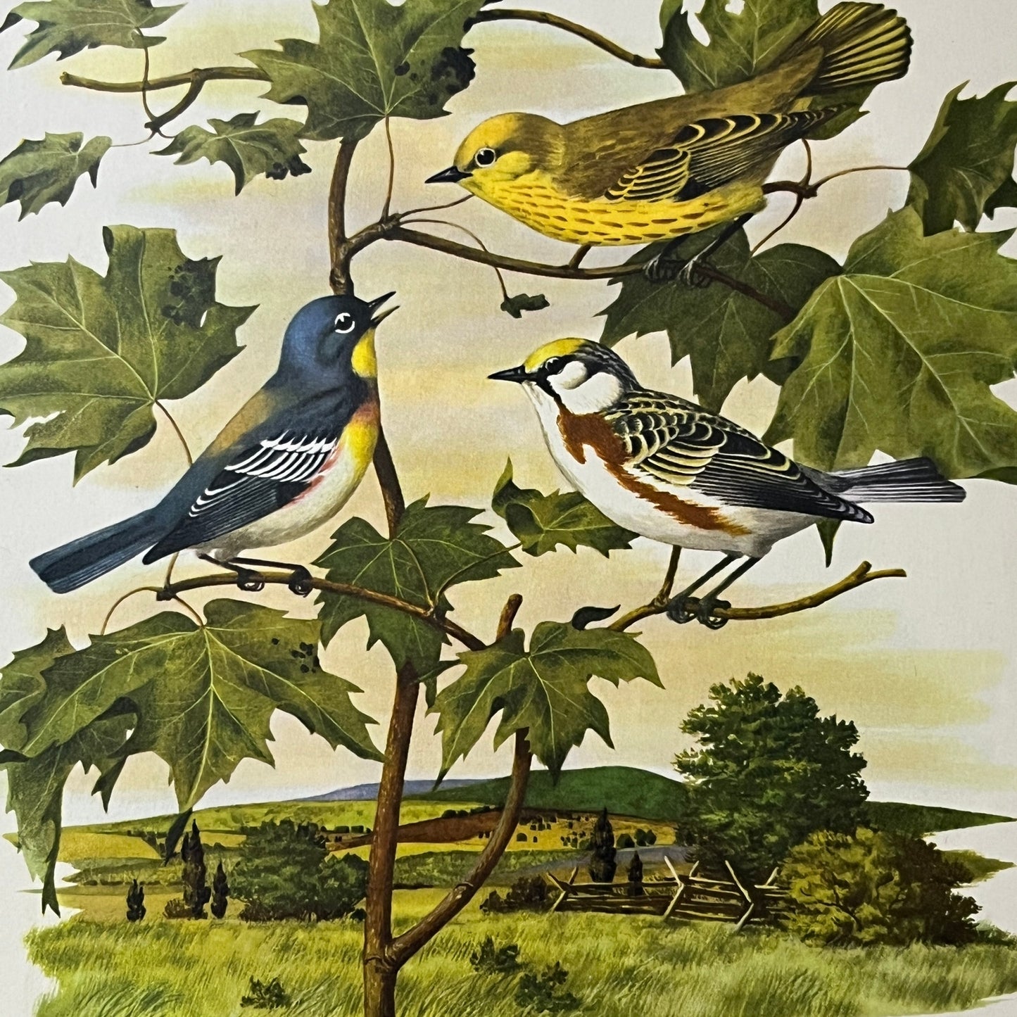 Retro Kitsch Parula, Yellow and Chestnut Sided Warbler 8x8 Art Print V2