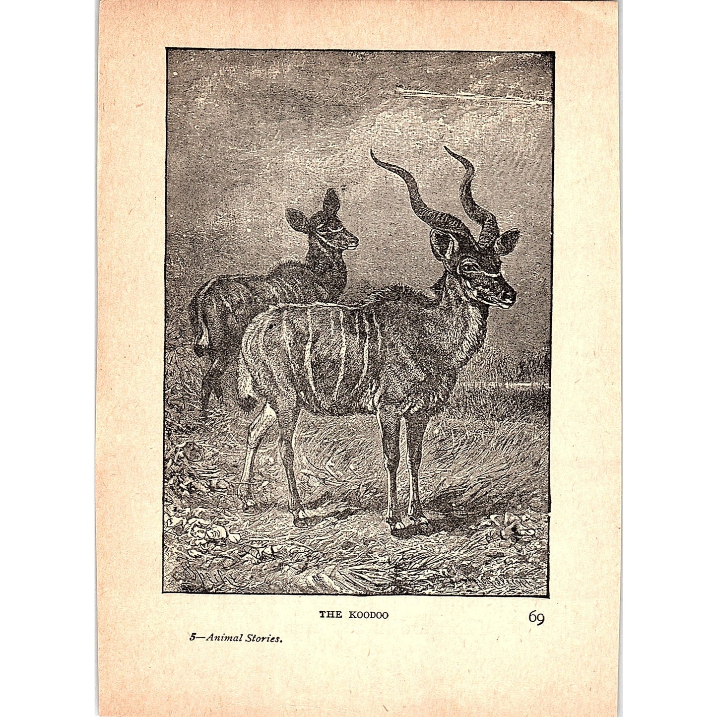 The Koodoo 1902 Engraving Plate AF4-H4