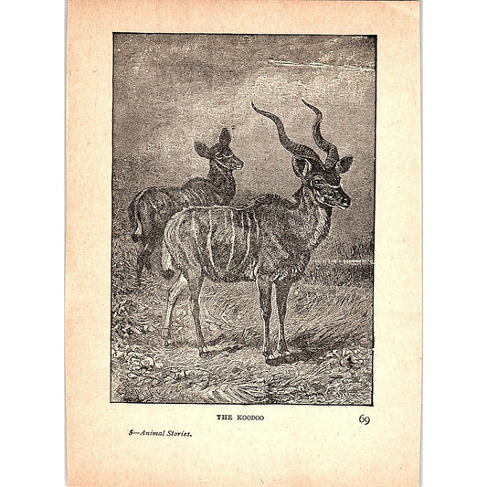 The Koodoo 1902 Engraving Plate AF4-H4