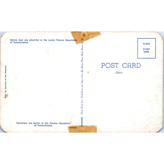 Native Deer Plentiful in Pocono Mountains PA Dutch Country Vintage Postcard PD4