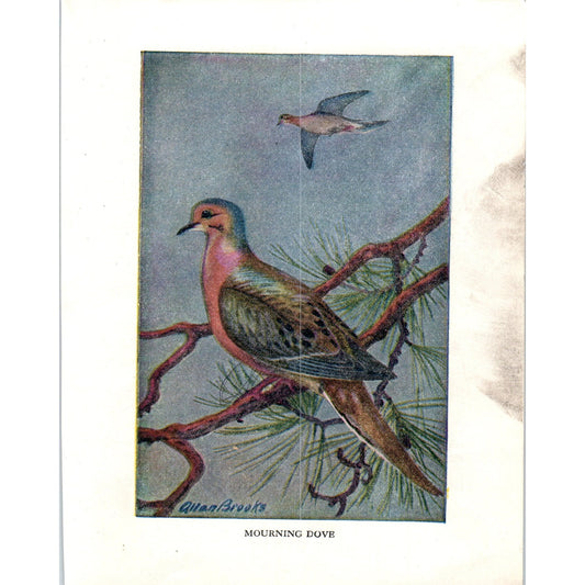 Mourning Dove 4.5x.6.25" Allan Brooks 1934 Bird Book Painting Print AF1-BB