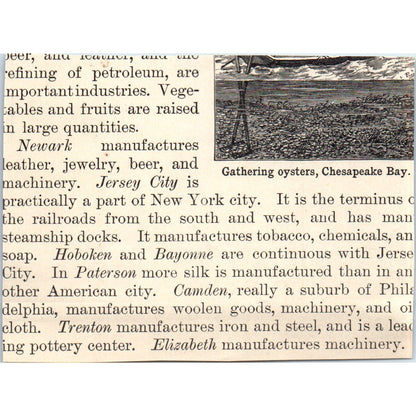 Tobacco Field in Virginia 1901 Engraving AF2-P2