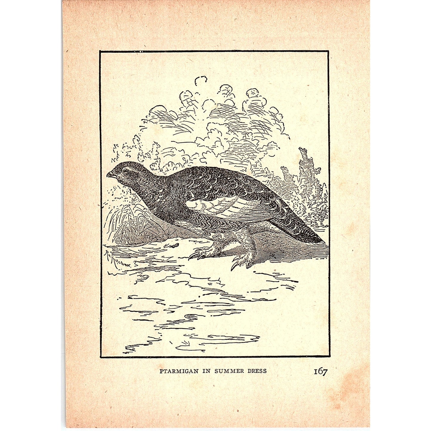 Ptarmigan in Summer Dress 1902 Engraving Plate AF4-H4