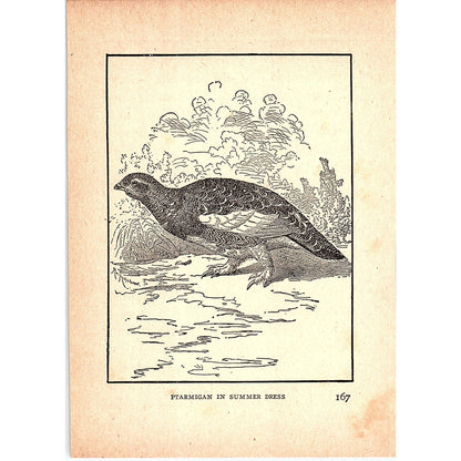 Ptarmigan in Summer Dress 1902 Engraving Plate AF4-H4