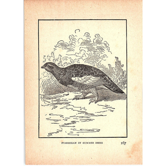 Ptarmigan in Summer Dress 1902 Engraving Plate AF4-H4