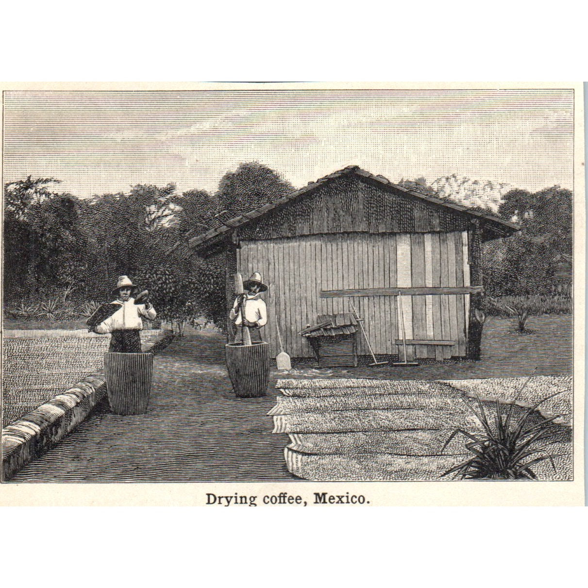 Drying Coffee Mexico 1901 Engraving AF2-O1