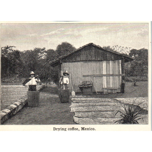 Drying Coffee Mexico 1901 Engraving AF2-O1