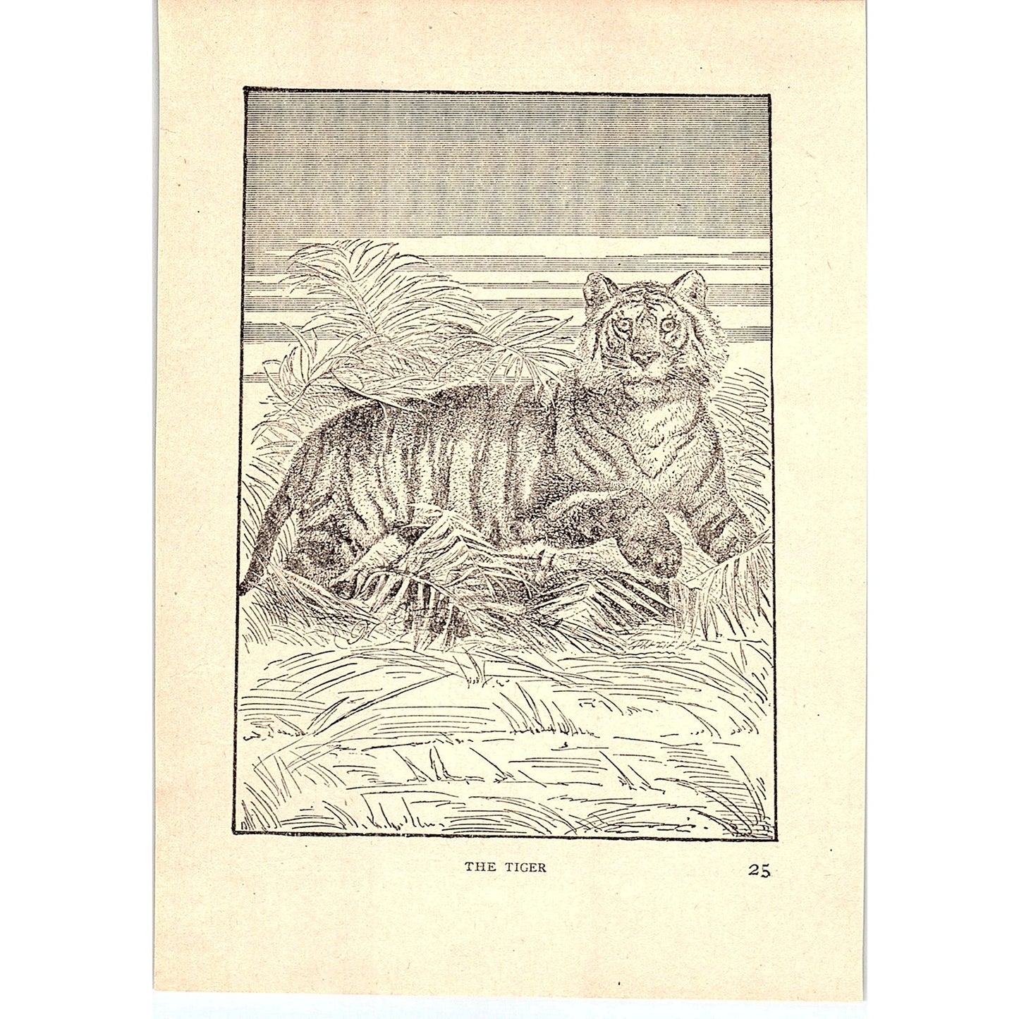 The Tiger 1902 Engraving Plate AF4-H4