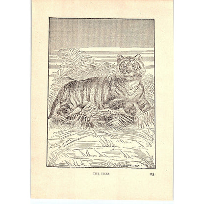 The Tiger 1902 Engraving Plate AF4-H4