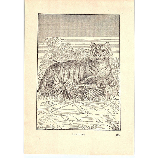 The Tiger 1902 Engraving Plate AF4-H4