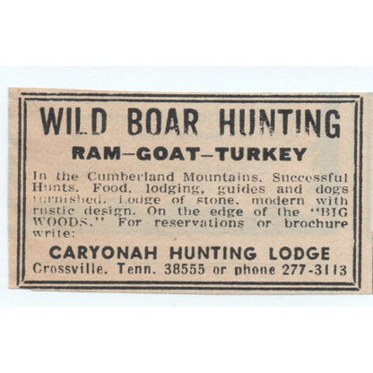 Wild Boar Hunting Cumberland Mountains Caryonah Lodge Crossville 1977 Ad AF6-M4