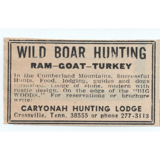 Wild Boar Hunting Cumberland Mountains Caryonah Lodge Crossville 1977 Ad AF6-M4