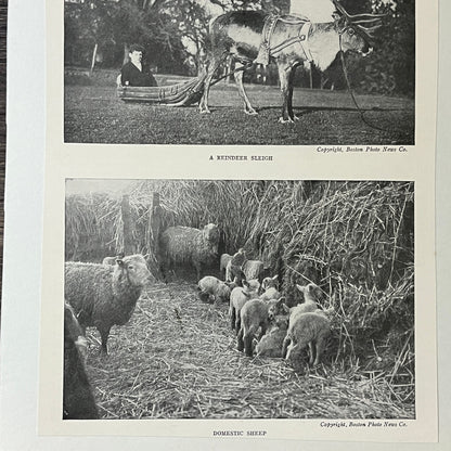 Antique Reindeer Sleigh & Domestic Sheep Photo 6x9 Vintage Print V2