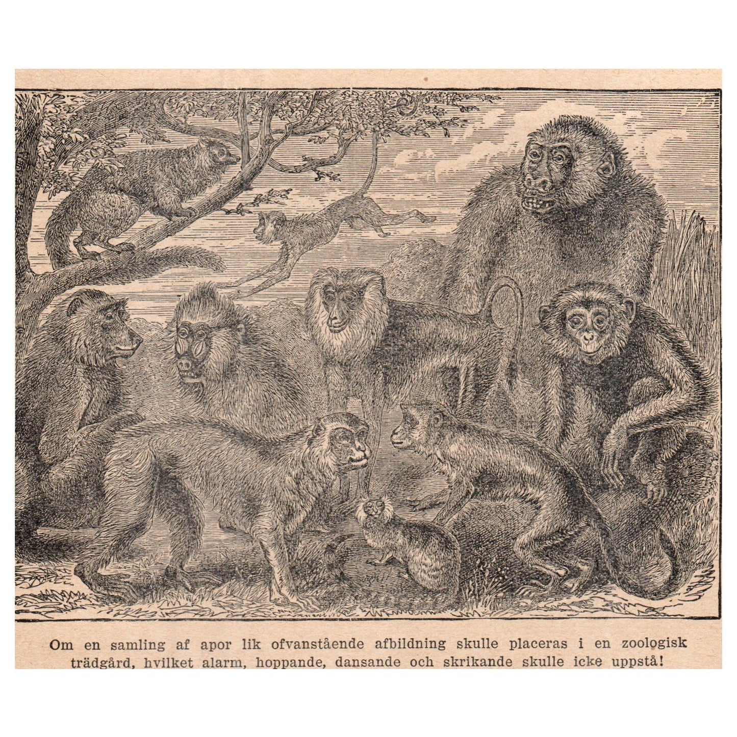 Collection of Monkeys 1909 Swedish Engraving Print AF5-14