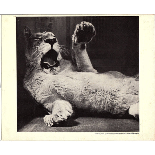 Vintage Photo of a Lioness by Ylla Art Print 8x10 V4