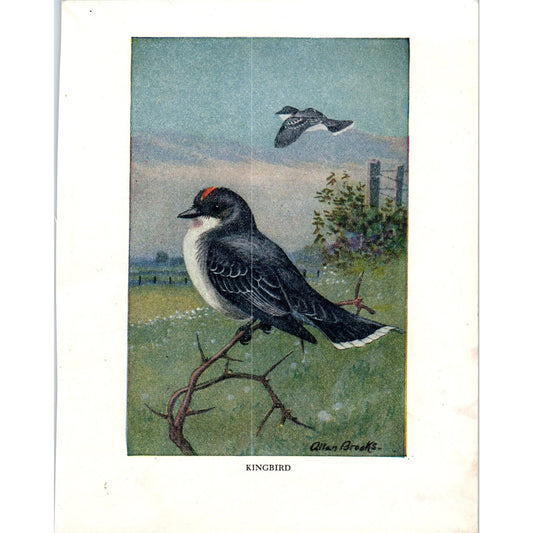 Kingbird 4.5x.6.25" Allan Brooks 1934 Bird Book Painting Print AF1-BB