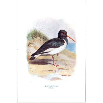 Oyster-Catcher Bird 1903 Original Color Engraving Plate Print AD8-B1