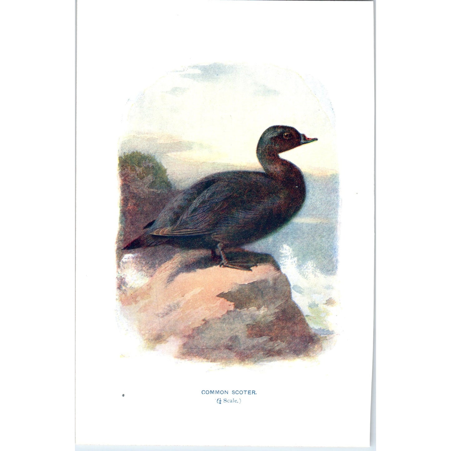 Common Scoter Bird 1903 Original Color Engraving Plate Print AD8-B8
