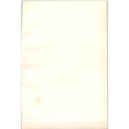 Little Stint Bird 1903 Original Color Engraving Plate Print AD8-B7