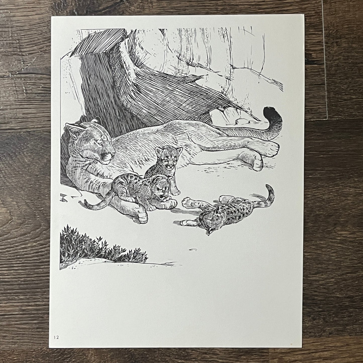 Yosemite's Mountain Lion & Wolves Sketch Double Sided 8x11 Vintage Print V2