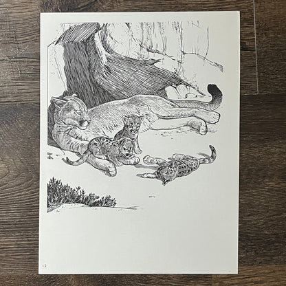 Yosemite's Mountain Lion & Wolves Sketch Double Sided 8x11 Vintage Print V2