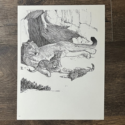 Yosemite's Mountain Lion & Wolves Sketch Double Sided 8x11 Vintage Print V2