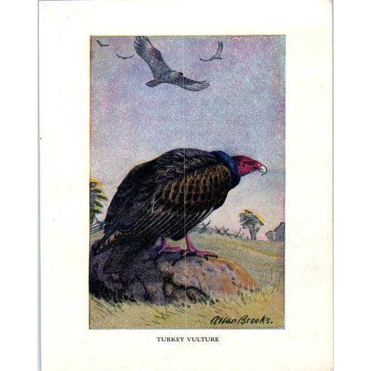 Turkey Vulture 4.5x.6.25" Allan Brooks 1934 Bird Book Painting Print AF1-BB