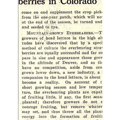 E.W. Johnson Co Strawberry Plants Salisbury MD 1924 Ad AG3-M3