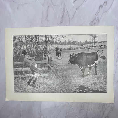 The Sick Cow - Original 1904 A.B. Frost Art Print V14-3