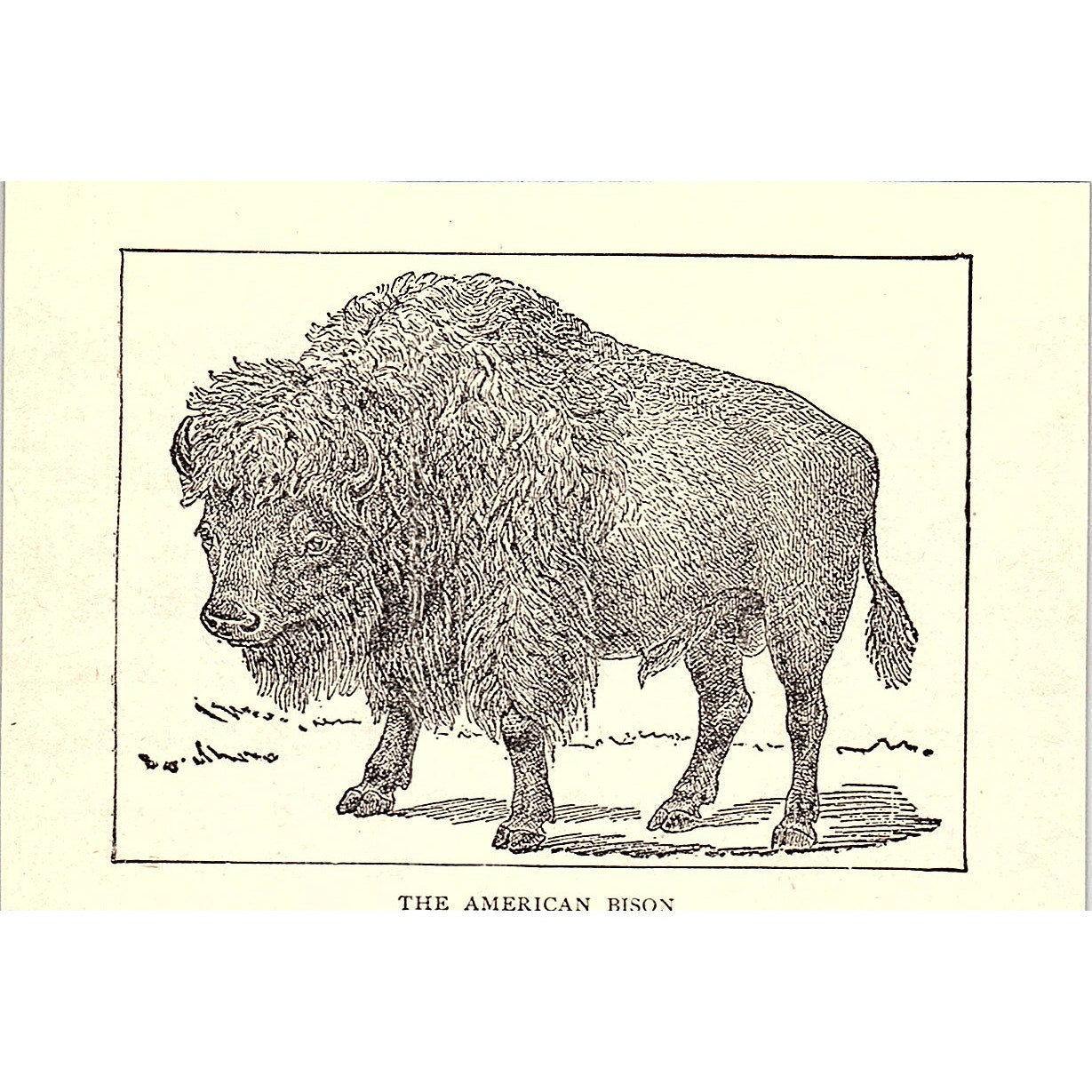 The American Bison 1902 Engraving Plate AF4-M1
