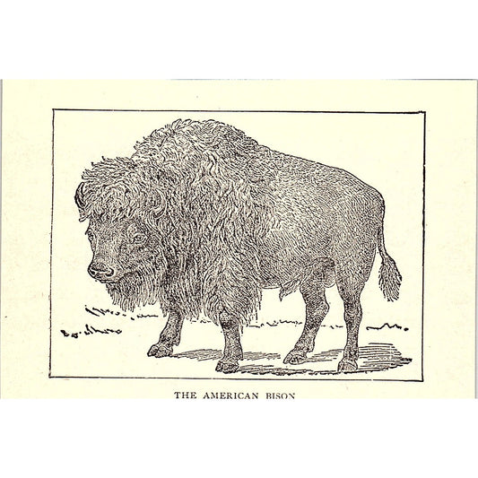 The American Bison 1902 Engraving Plate AF4-M1