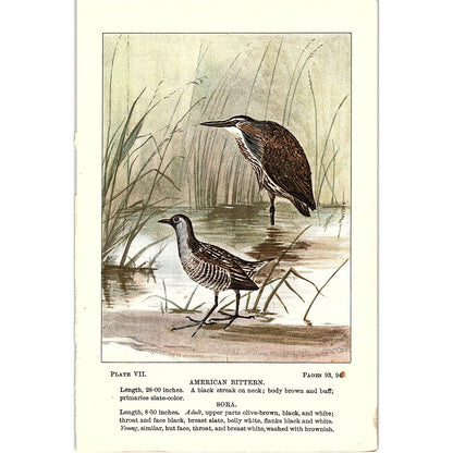 American Bittern & Sora Bird 1901 Original Color Engraving Plate AF3-12