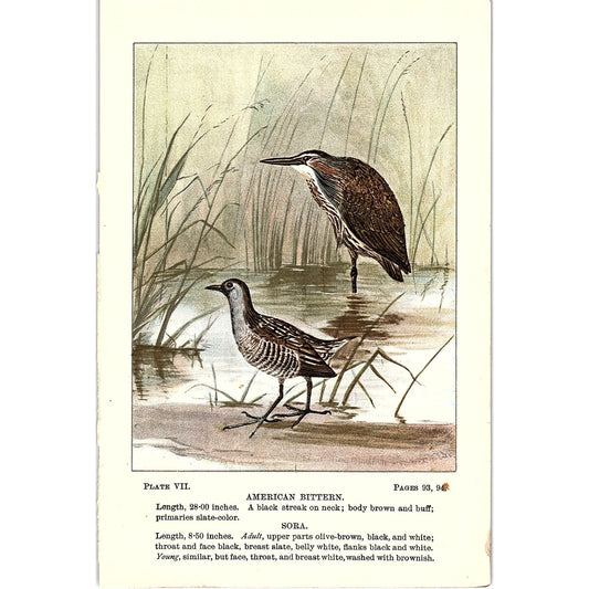 American Bittern & Sora Bird 1901 Original Color Engraving Plate AF3-12