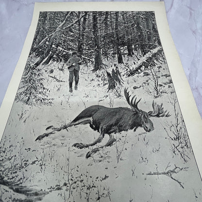 The Bull Moose - Hunting - Original 1904 A.B. Frost Art Print V14-3