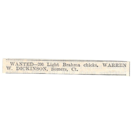 Brahma Chicks Wanted Warren W. Dickinson Somers CT 1905 Magazine Ad AF1-NES1