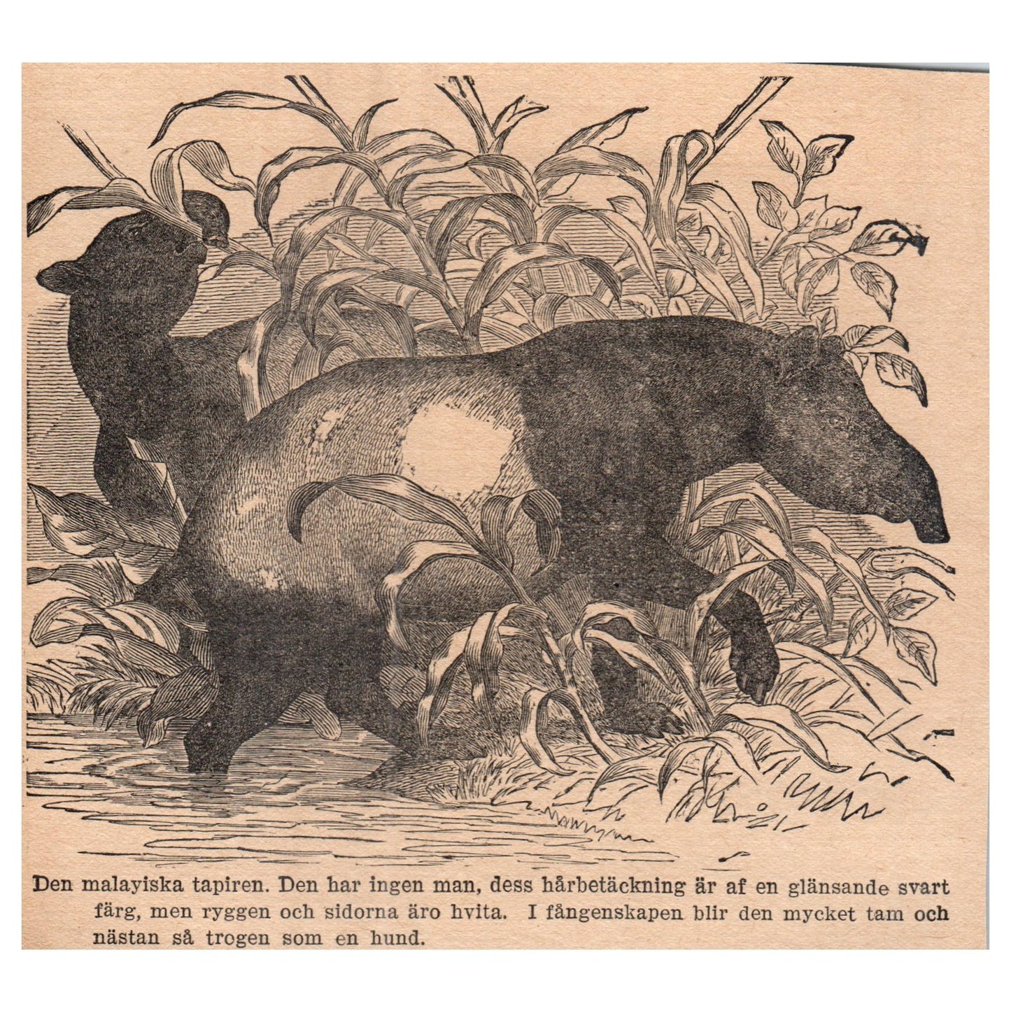 The Malayan Tapir 1909 Swedish Engraving Print AF5-14