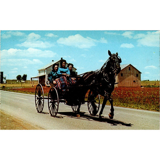 Amish Girls on Sunday Buggy Ride Pennsylvania Dutch Country Postcard PD8