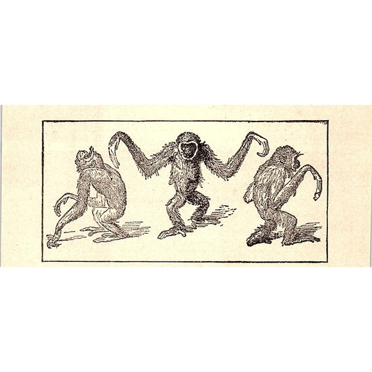 3 Monkeys Orangutans 1902 Engraving Plate AF4-M1