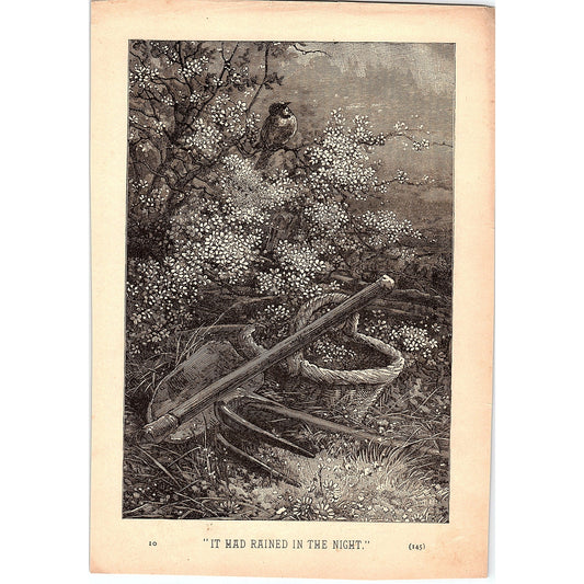 It Had Rained in the Night - Garden Cherry Blossom Scene 1884 Engraving TA5-CJ-1