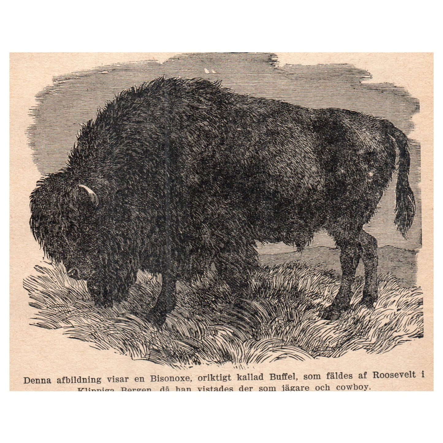 Bison Ox 1909 Swedish Engraving Print AF5-13